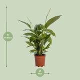 Spathiphyllum Bingo Cupido - Ø19cm - ↕80cm Everspring
