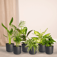 Boîte surprise - Ø12cm - ↕25cm - x 10 Everspring