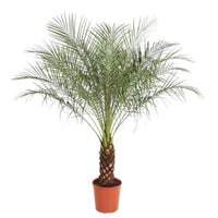 Phénix Roebelenii - 160 cm - ø27 Everspring