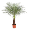 Phénix Roebelenii - 160 cm - ø27 Everspring