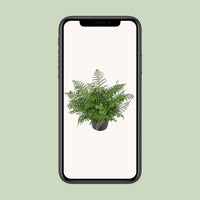 Asplenium Parvati - Ø23cm - ↕55cm Everspring