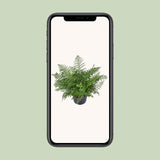 Asplenium Parvati - Ø23cm - ↕55cm Everspring