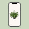 Asplenium Parvati - Ø23cm - ↕55cm Everspring