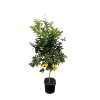 Calamondin (Citrus mitis)  200cm - ø40 Everspring