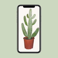 Opuntia Consolea - Ø17cm - ↕55cm Everspring