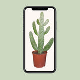 Opuntia Consolea - Ø17cm - ↕55cm Everspring