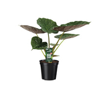 Alocasia Wentii - Oreille d'éléphant - Ø19cm - ↕70cm Everspring