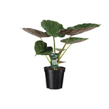 Alocasia Wentii - Oreille d'éléphant - Ø19cm - ↕70cm Everspring