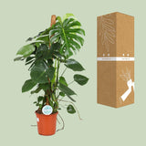 Monstera Deliciosa - Ø24cm - ↕105cm Everspring