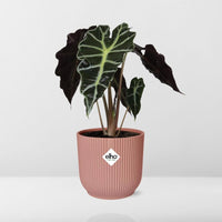 Alocasia ‘Polly’ en ELHO Vibes Fold 14 cm rose Everspring