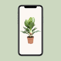 Aglaonema Silver Bay - Pervenche de Chine - Ø17cm - ↕55cm Everspring