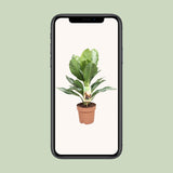 Aglaonema Silver Bay - Pervenche de Chine - Ø17cm - ↕55cm Everspring