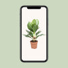 Aglaonema Silver Bay - Pervenche de Chine - Ø17cm - ↕55cm Everspring