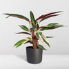 Calathea Triostar - Plante Paon - Ø19cm - ↕70cm Everspring