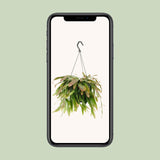 Corail rouge Rhipsalis - Ø17cm - ↕25cm Everspring