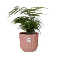 Asperges Setaceus ‘Plumosus’ + pot ELHO Vibes Fold 14 cm rose Everspring