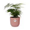 Asperges Setaceus ‘Plumosus’ + pot ELHO Vibes Fold 14 cm rose Everspring