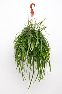 Lepismium Bolivianum - Ø17cm - ↕25cm Everspring