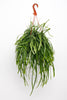 Lepismium Bolivianum - Ø17cm - ↕25cm Everspring