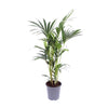 Howea Forsteriana - Ø17cm - ↕75cm Everspring