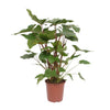 Homalomena Rubescens Maggy - Ø24cm - ↕90cm Everspring