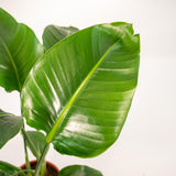 Strelitzia Nicolai - Ø19cm - ↕90cm + Panier Selin Everspring