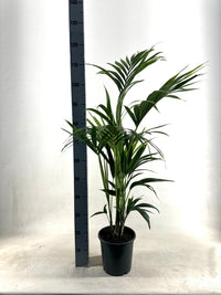 KENTIA - P21 H110 - 5PP - EcoLine (Howea Forsteriana - Ø21cm - ↕110cm Everspring