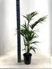 KENTIA - P21 H110 - 5PP - EcoLine (Howea Forsteriana - Ø21cm - ↕110cm Everspring