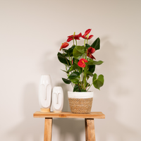 Anthurium Rouge - Ø17cm - ↕55cm Everspring