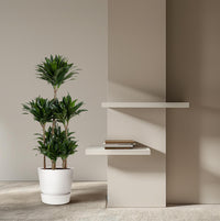 Carrousel Dracaena Compacta - 130 cm - ø31 Everspring