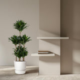 Carrousel Dracaena Compacta - 130 cm - ø31 Everspring