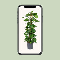 Scindapsus Epipremnum - Ø24cm - ↕120cm Everspring