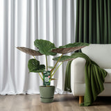 Alocasia Wentii - Oreille d'éléphant - Ø19cm - ↕70cm Everspring