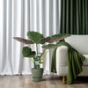 Alocasia Wentii - Oreille d'éléphant - Ø19cm - ↕70cm Everspring