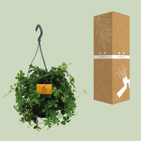 Parthenocissus Striatha suspendu - Ø15cm - ↕15cm Everspring