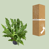 Microsorum diversifolium - Ø23cm - ↕60cm Everspring