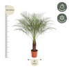 Phénix Roebelenii - 160 cm - ø27 Everspring