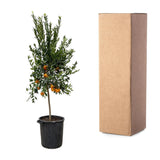 Mandarino Agrumes - 200 cm - ø40 Everspring