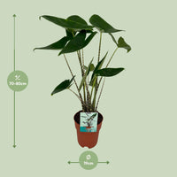 Alocasia Zebrina - Oreille d'éléphant - Ø19cm - ↕75cm Everspring