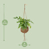 Kokodama Monstera Minima - Plante à trous - Ø15cm - ↕25cm Everspring
