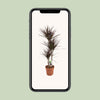 Dracaena Magenta - Ø21cm - ↕120cm Everspring
