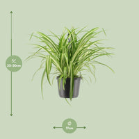 Chlorophytum Comosum Variegatum - Ø17cm - ↕30cm Everspring