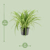 Chlorophytum Comosum Variegatum - Ø17cm - ↕30cm Everspring