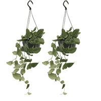 Scindapsus Pictus (Epipremnum) - 2 pièces - Ø15cm - ↕20cm Everspring