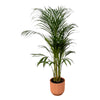 Palmier d'Arec - ↨110cm - Ø21cm + Pot Elho Vibes Fold rond rose D22xH20 Everspring