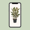 Ficus Tineke - Ø27cm - ↕85cm Everspring