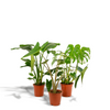 Monstera Deliciosa - Ø21cm - ↕75cm + Alocasia Zebrina - Ø19cm - ↕75cm + Strelitzia Nicolai - Ø19cm - ↕85cm Everspring