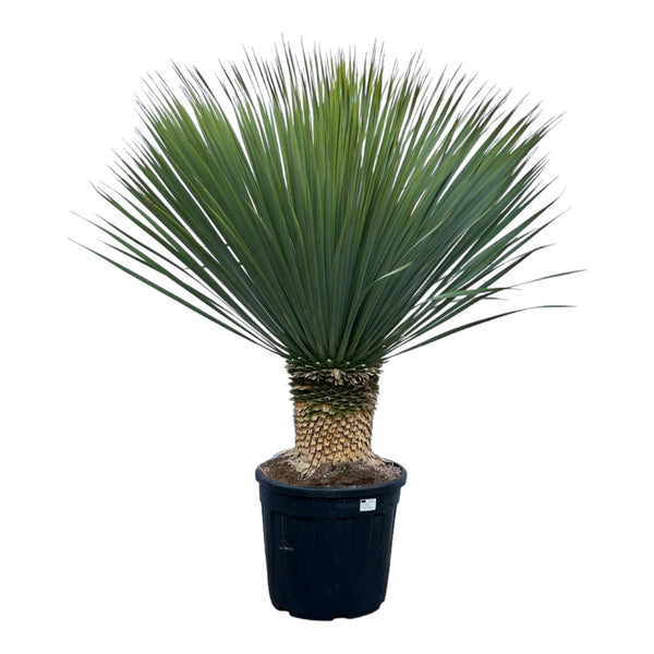 Yucca Rostrata - 140 cm - Ø45 Everspring