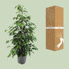 Ficus benjamina Danielle - Ø21cm - ↕95cm Everspring