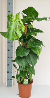 Monstera Mosstok 90cm. Everspring
